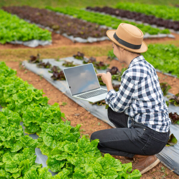 Inspection of vegetable garden quality by farmers using modern agricultural technology concepts.